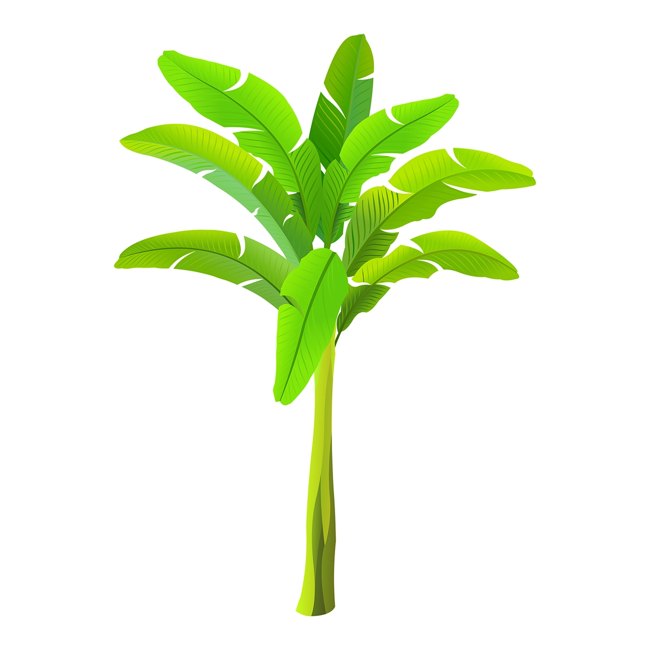 Banana tree vector