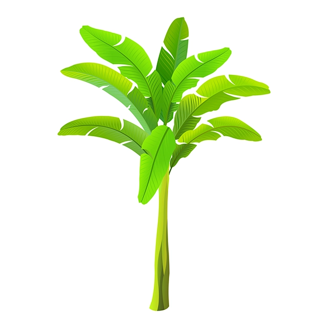 Banana tree vector