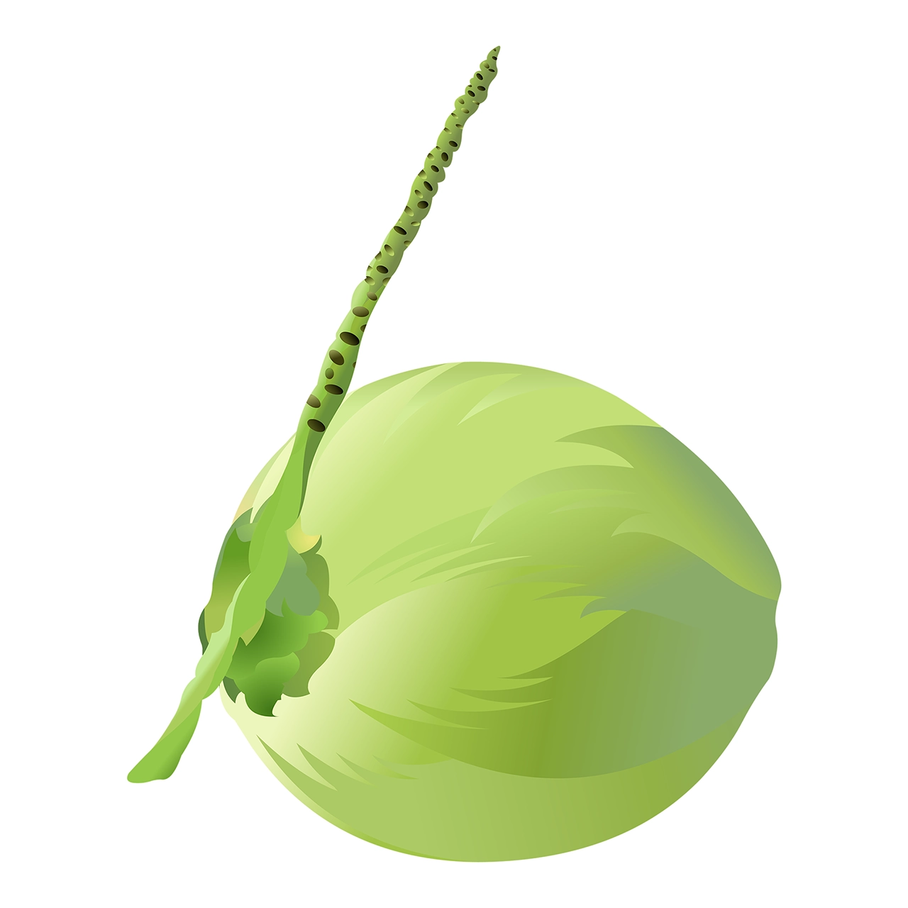 Coconut vector