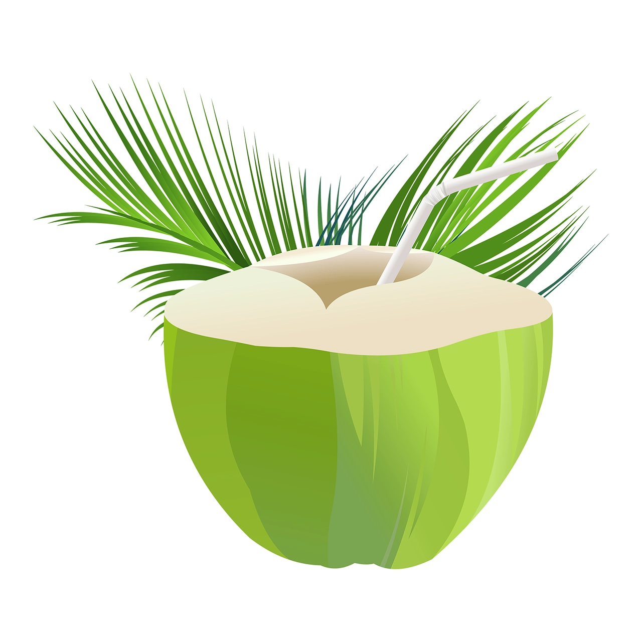 Coconut water leaves straw vector