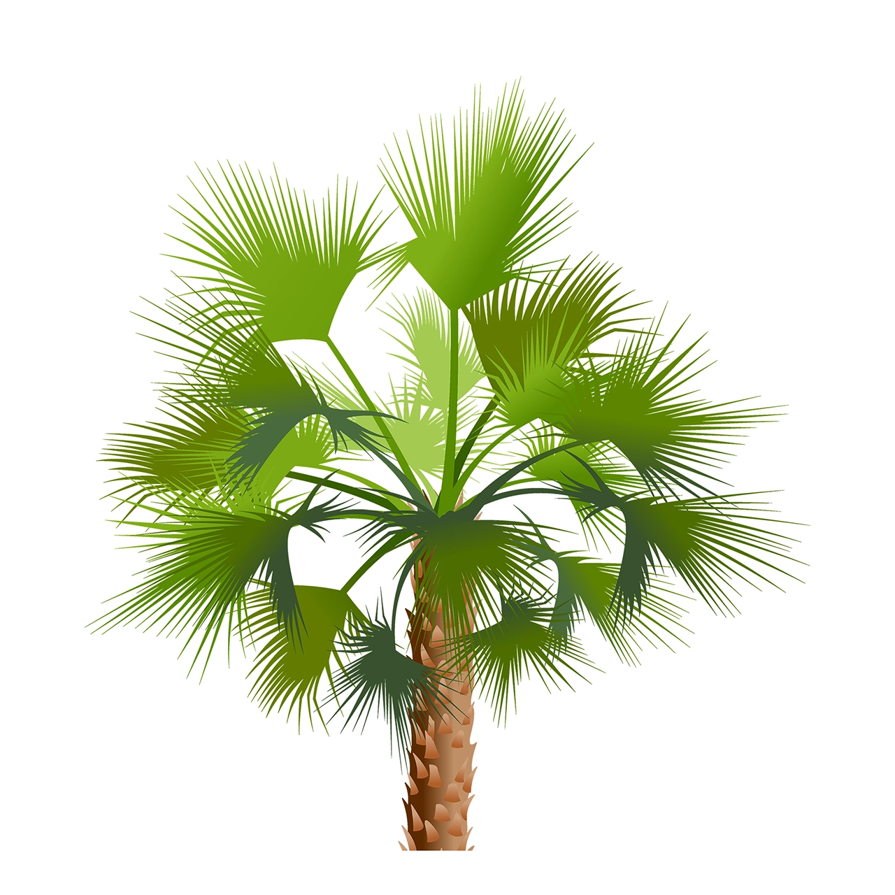 Date palm tree vector