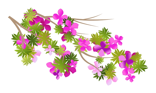 Flower cherry blossom vector