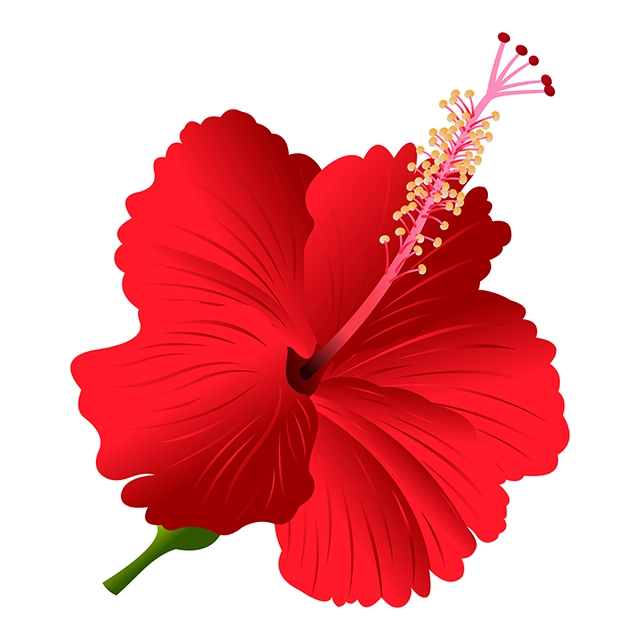 Hibiscus flower vector