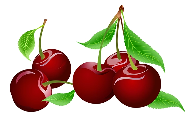 Cherry fruit vector