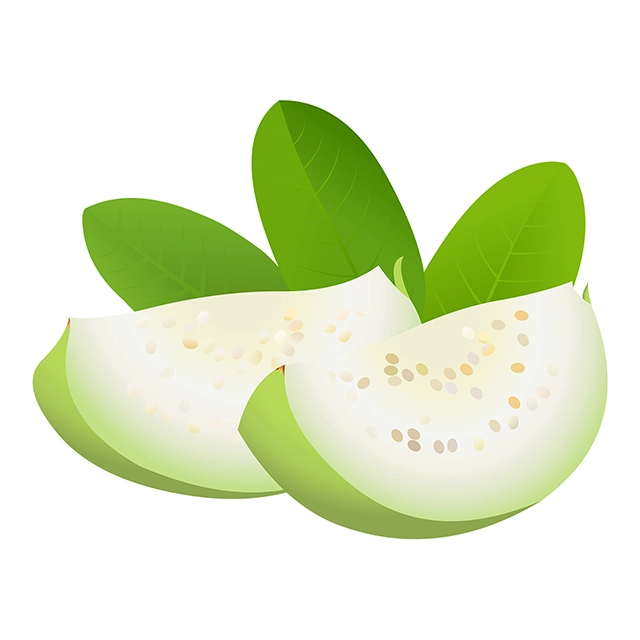 Fruit guava slices vector