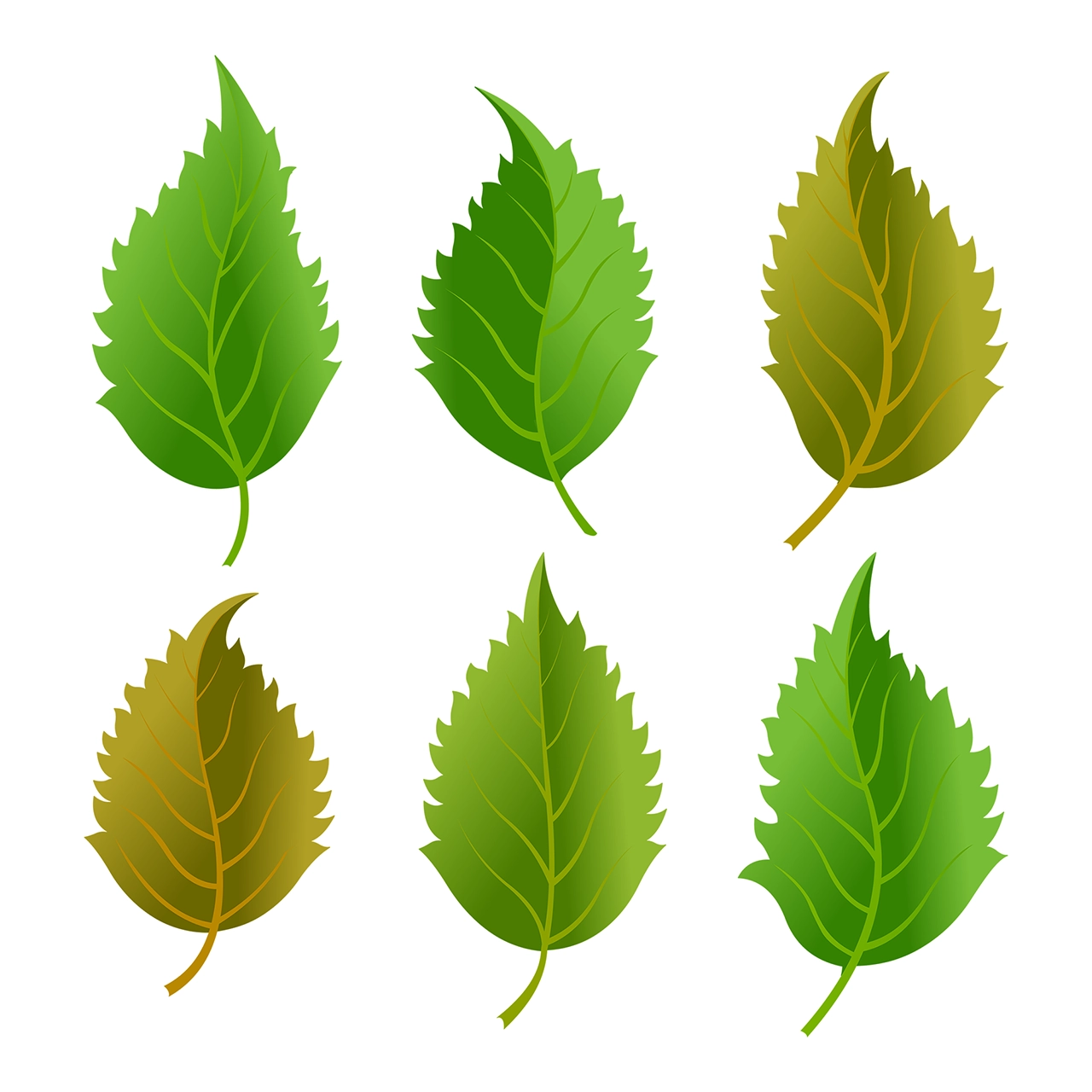 Green leaf leaves vector