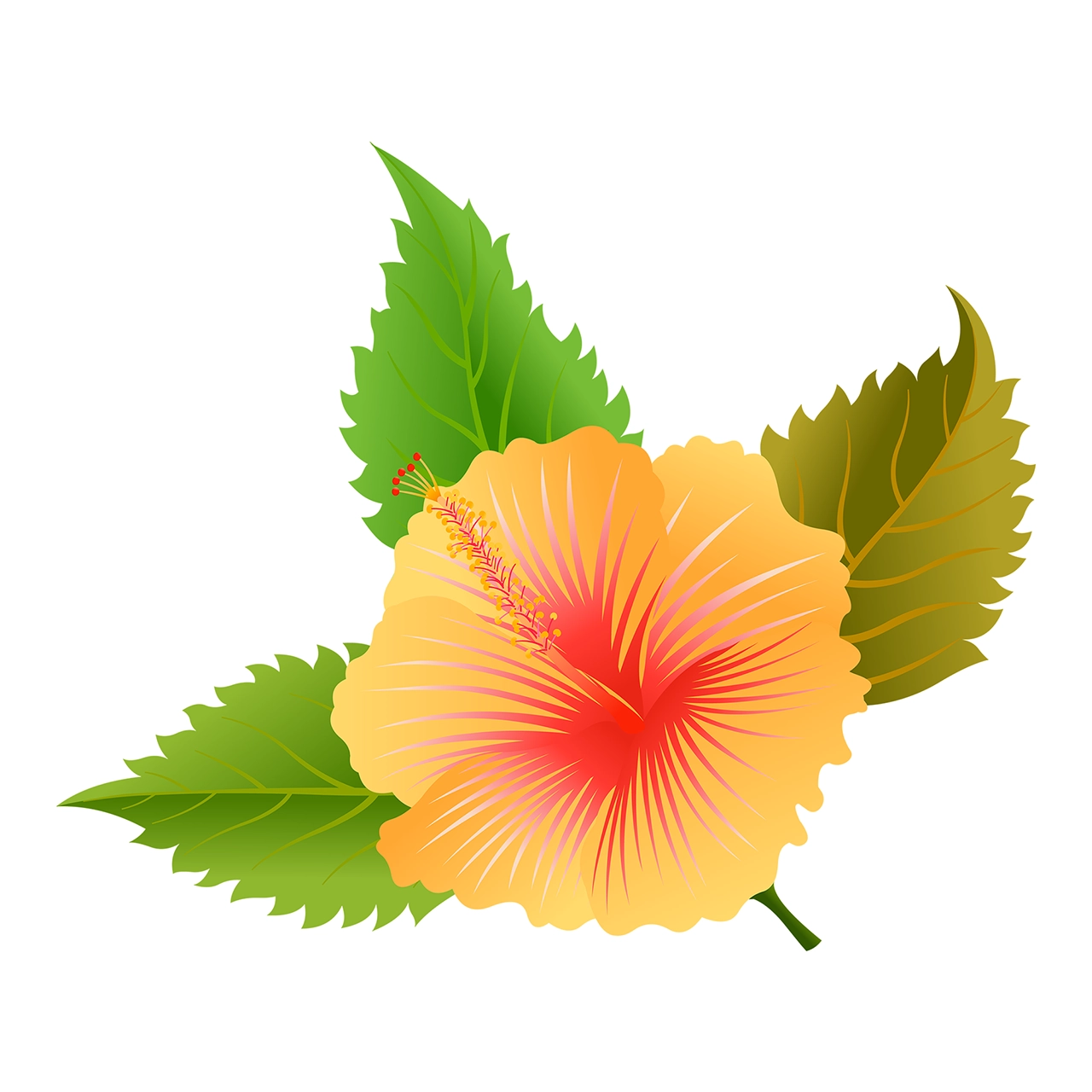 Hibiscus flower vector