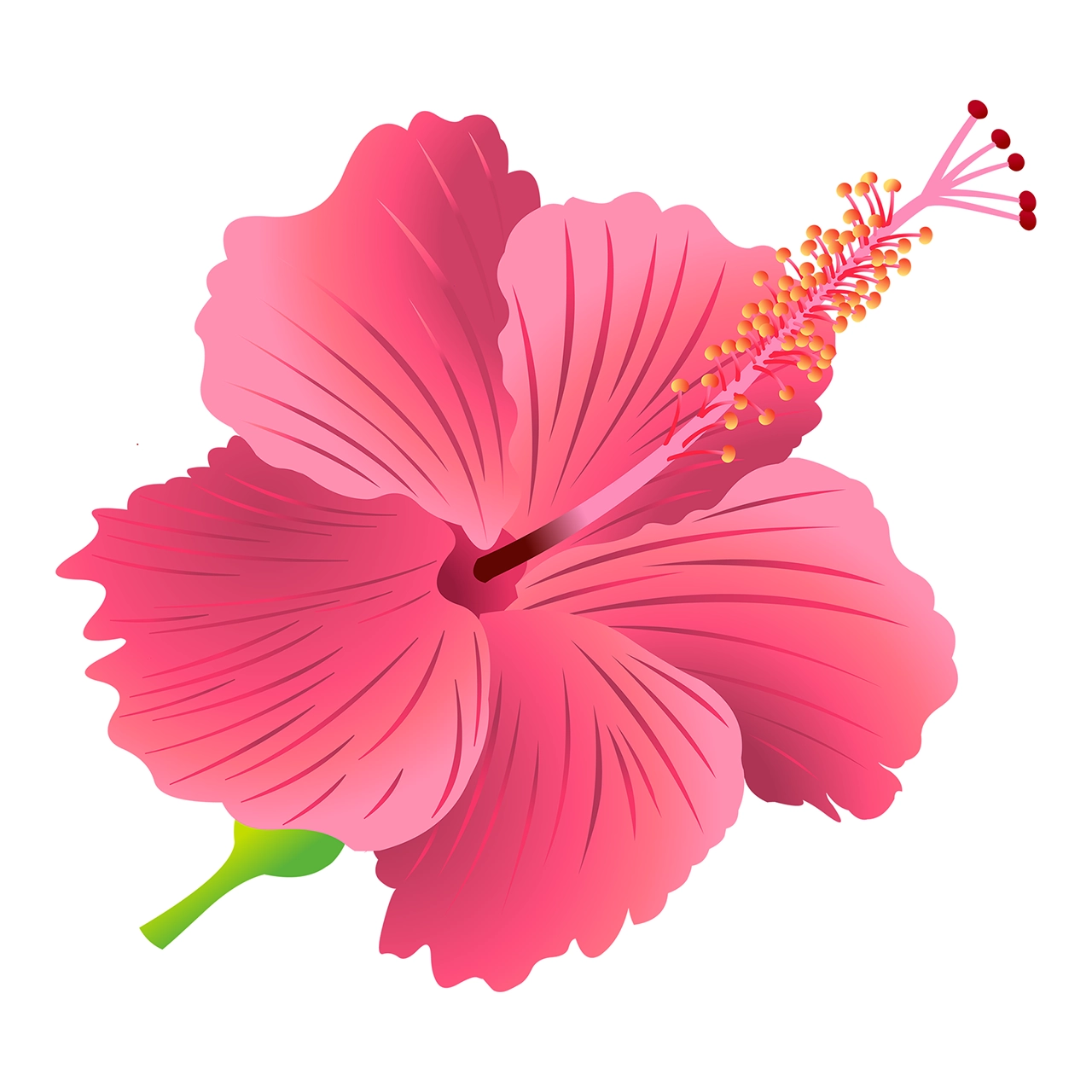 Hibiscus flower vector