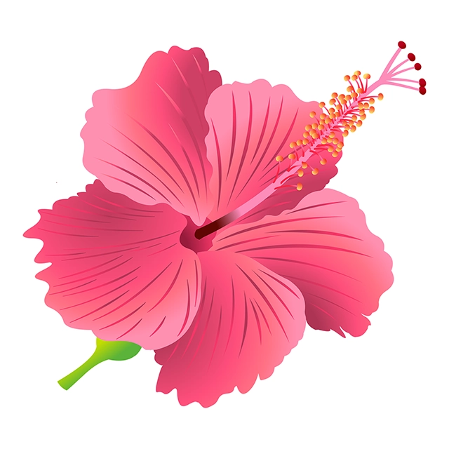 Hibiscus flower vector