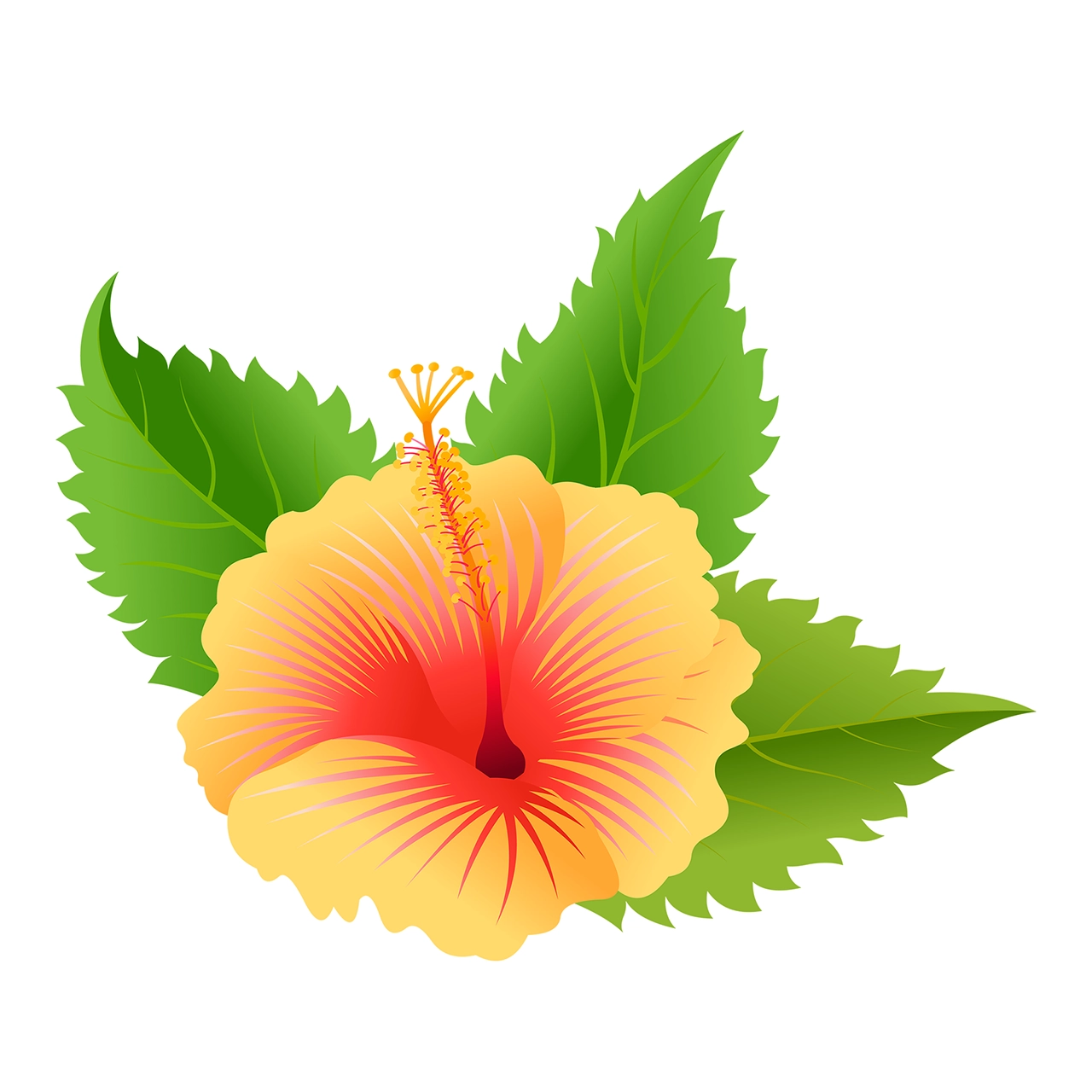 Hibiscus flower vector