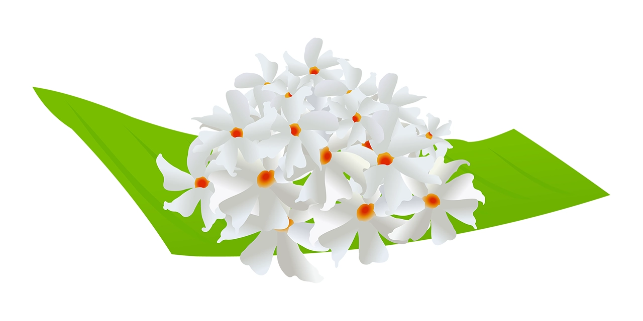 Night blooming jasmine flowers vector