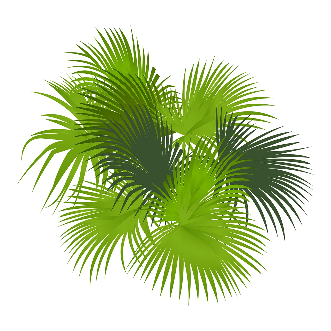 Palm shrub bush plant vector