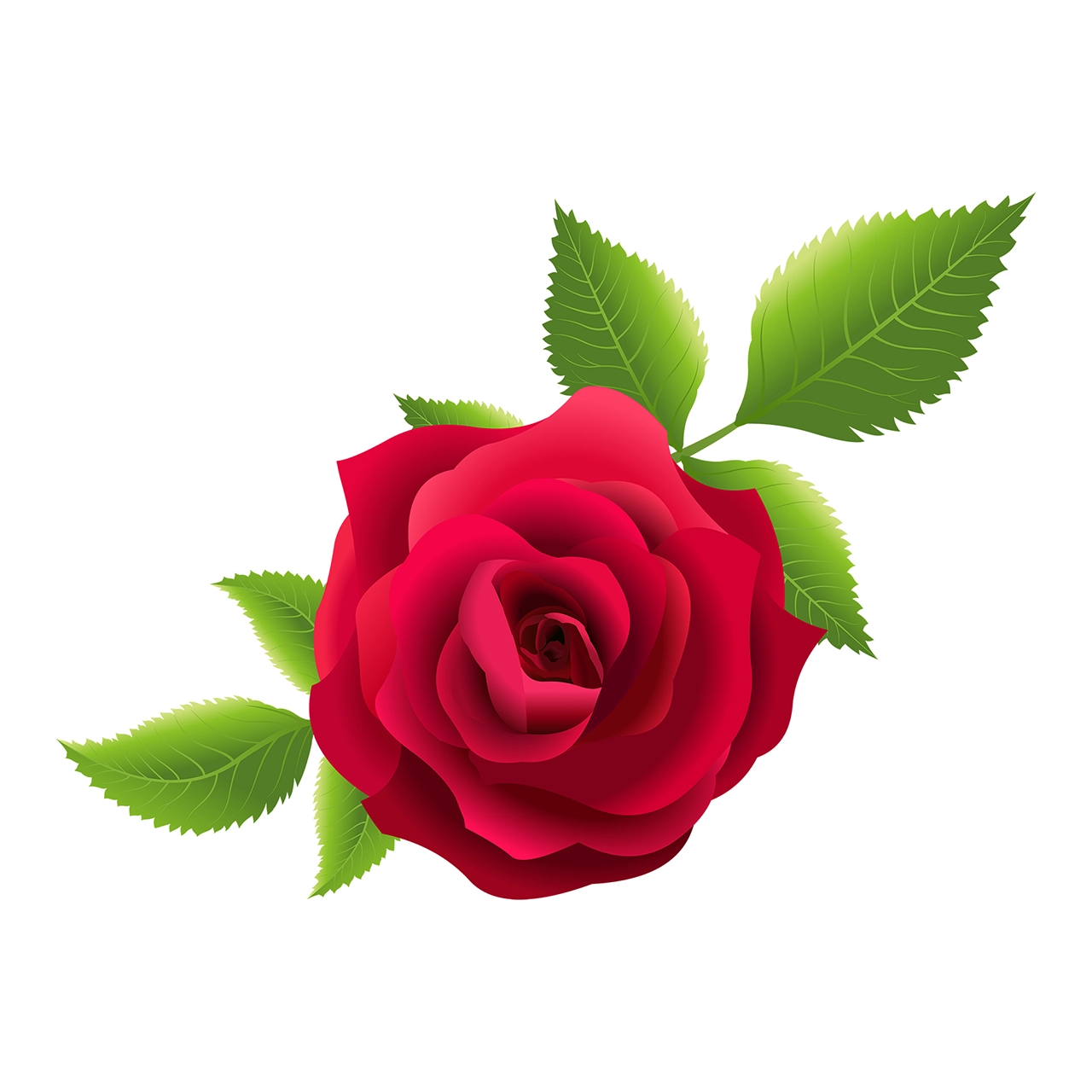 Rose flower vector