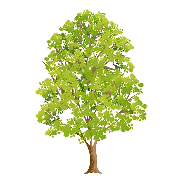 Tall tree vector