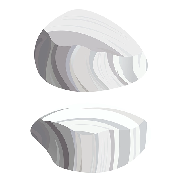 White rock marble vector